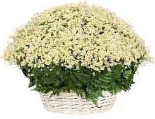 Цветочная композиция из Ромашки в корзине #REPLACE_PRED# Купино